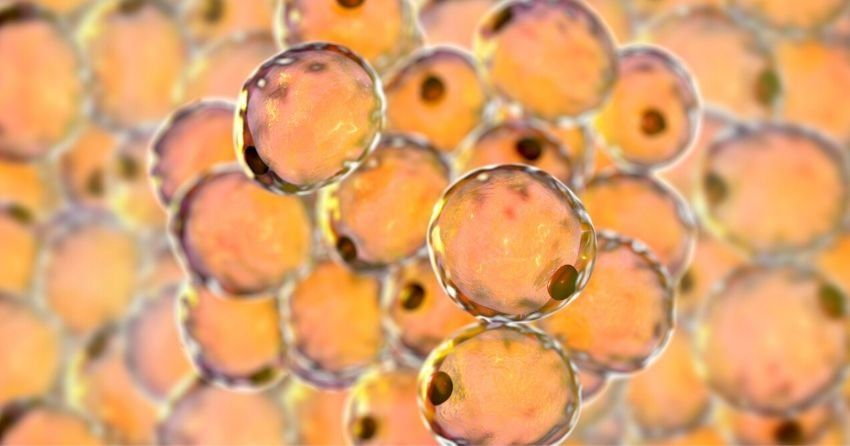 a newly identified molecule reduced body fat and adipose tissue in mice