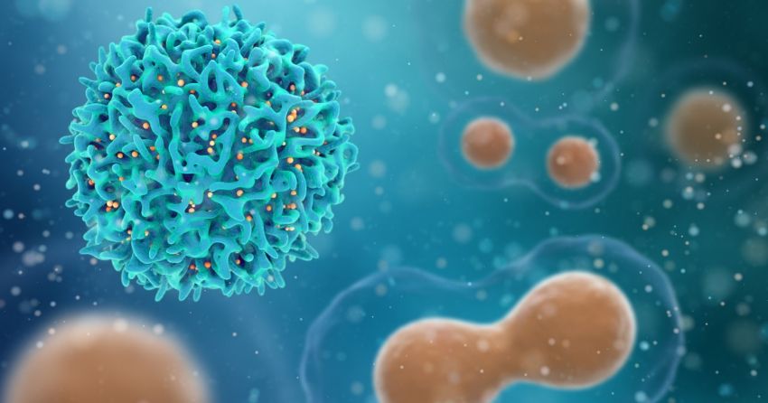t-cells, cancer cells
