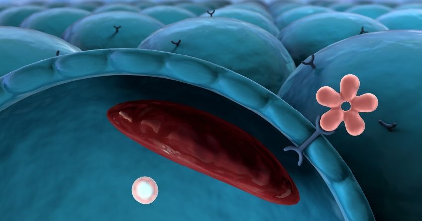 a newly discovered cell receptor slows age-related fat gain and muscle loss in mice