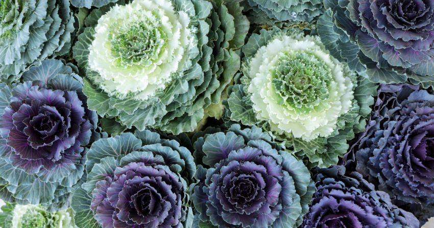 Seasonal Eating: The Micronutrients that Matter in Winter