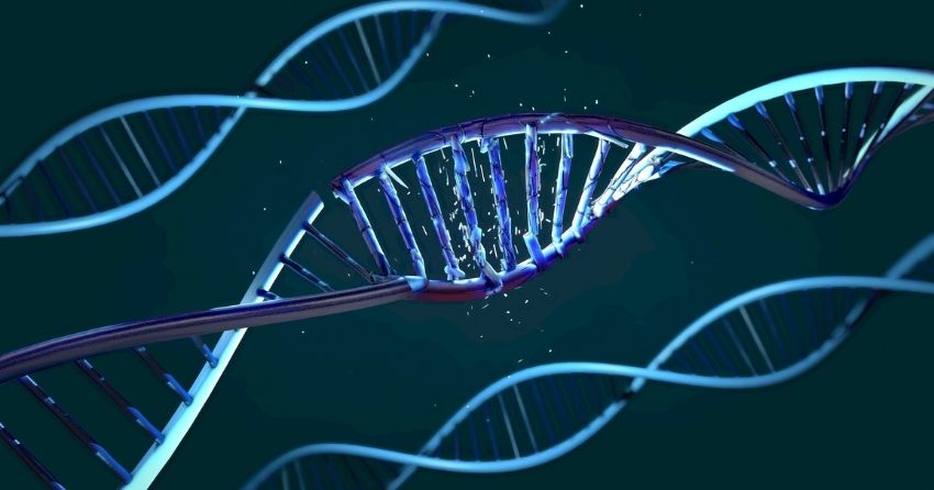 New Model of Aging Considers Tiny, Random Cellular Changes