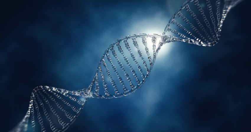 Genetic Mutations That Promote Reproduction Also Shorten Lifespan