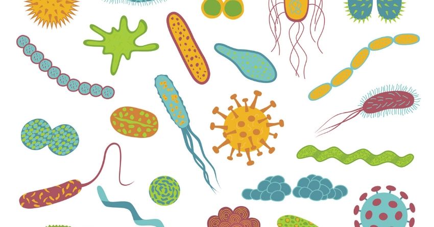nderstanding exactly how and where antibodies recognize microorganisms in the intestine will also allow us to develop vaccines against pathogenic organisms on a more targeted basis