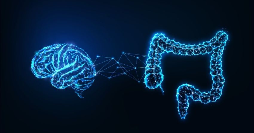 An Aged Gut Microbiome Impairs Hippocampal Function Via Vagus Nerve Changes