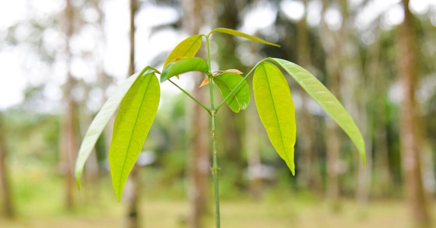 melinjo seed extract improves markers of diabetes and obesity