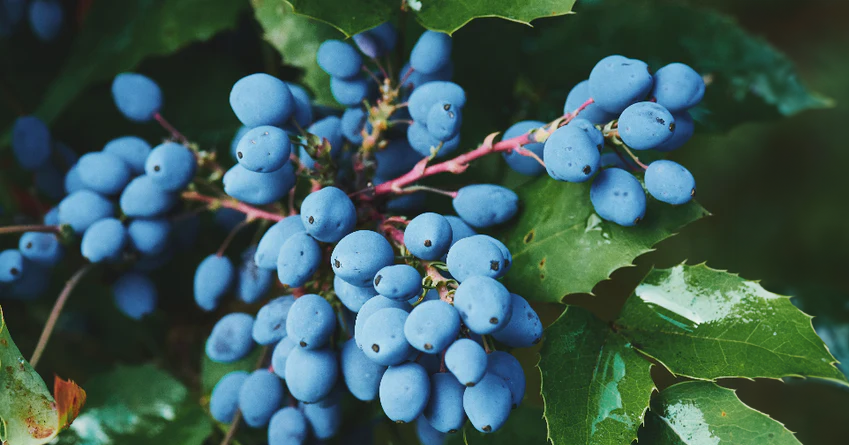 The Latest on Berberine and Longevity