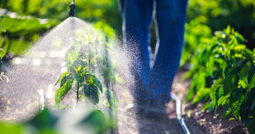 Common Pesticide Contributes to Obesity by Slowing Down Burning of Calories From Brown Fat