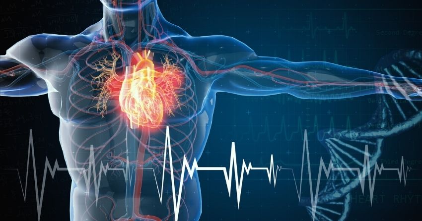 NMN Rejuvenates Blood Vessels and vascular system By Boosting NAD+ Availability