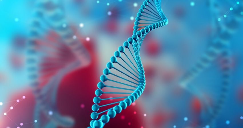 Enzyme Repairs Age-Related DNA Damage to Genes Involved With Memory