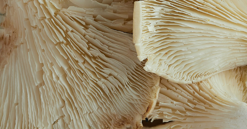 Maitake Mushrooms Show an Early Signal for Cognitive Health