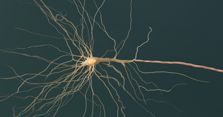 A Youth-Linked Protein Helped Aging Brain Immune Cells