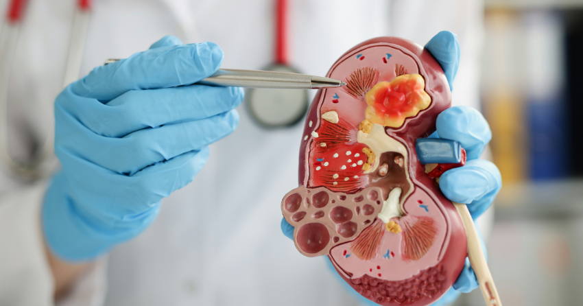 How a Simple Amino Acid Turned Mouse Kidneys into Anti-Inflammatory Filters