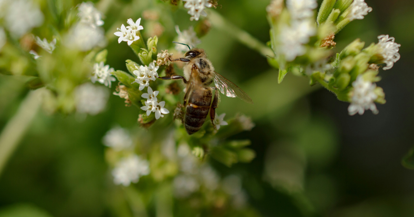What Queen Bees Can Teach Us About Female Longevity