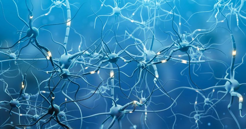 Newly Discovered Protein Can Rejuvenate Aging Brain Cells