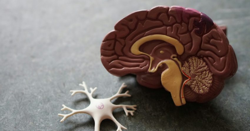What Decades of Estrogen Therapy May Mean for the Female Brain