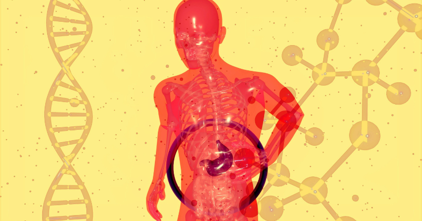 How Old Are Your Organs? Clues to Which Parts of You Are Aging Fastest