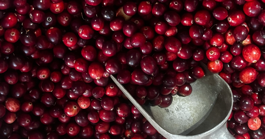 Bitter Is Better: The Flavanol Taste Hack for Sharper Focus