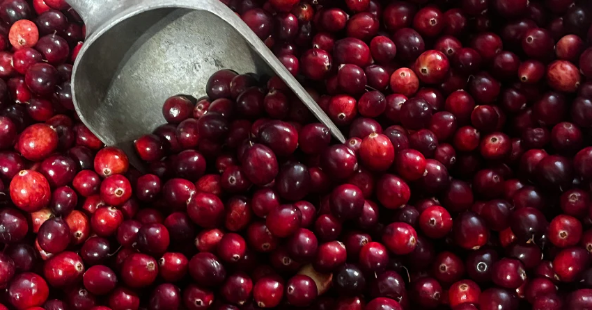 Bitter Is Better: The Flavanol Taste Hack for Sharper Focus