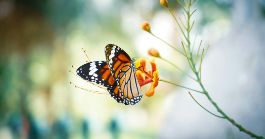 What Long‑Lived Butterflies Tell Us About Lifespan