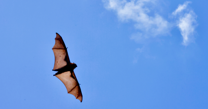What Can Bats Teach Us About Longevity?