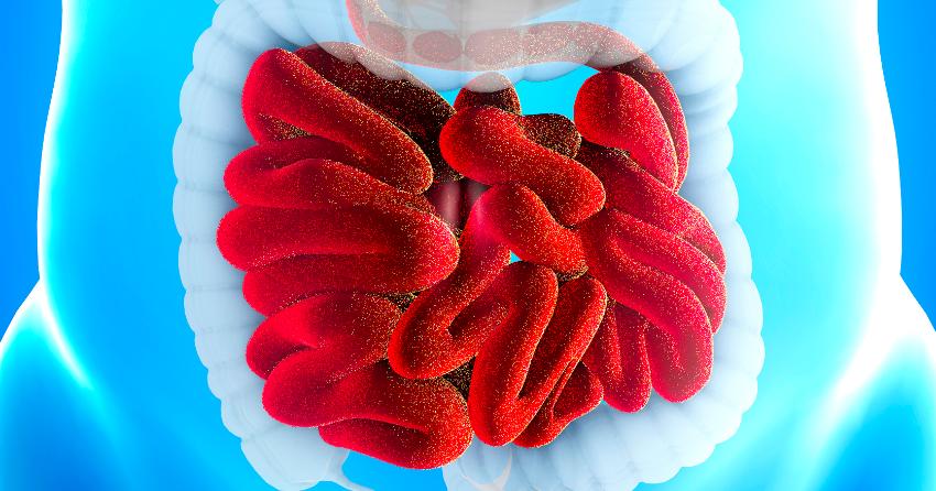 The trillions of bacteria in the intestinal tract make up the gut microbiome.