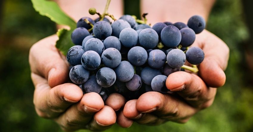 Eating Grapes Supports Gut Microbiome and Healthy Cholesterol Levels