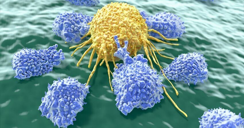 natural killer cells and cancer cells