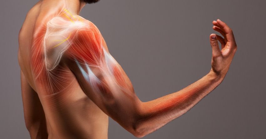 New Cause of Age-Related Muscle Weakening Identified