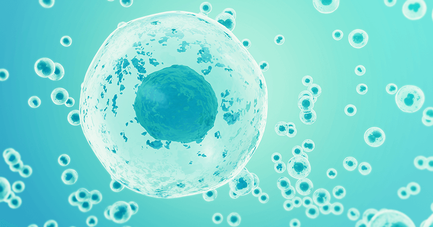 Slc12a8 - The Newly Discovered NMN-specific Transporter