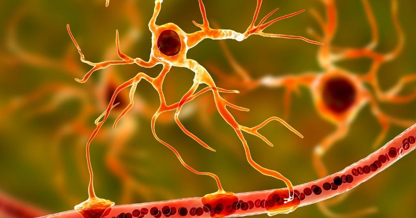 Age-Related Toxicity of Star-Like Brain Cells Causes Cognitive Decline