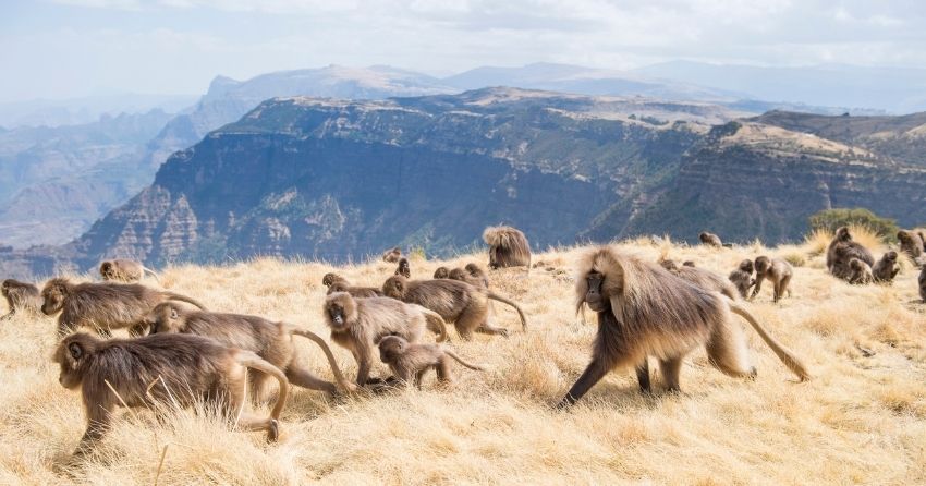 DNA Methylation Finds 'Alpha Male' Status Costs Baboons Their Longevity