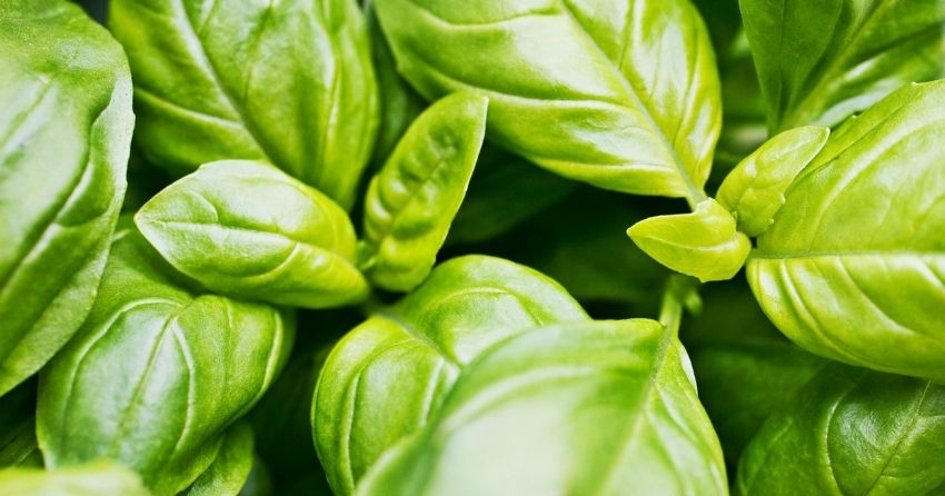 Natural Compound in Basil Found to Support Cognitive Function