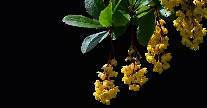 The use of berberine as a supplement at low doses may restore the loss of health due to natural aging and stress-induced senescence.
