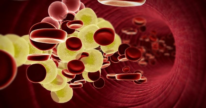 New Inflammatory Cell Identified in Blood Vessels Could Lead to Obesity Treatment