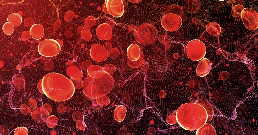 red blood cells, blood vessels
