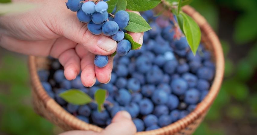Pterostilbene, Found in Blueberries, Treats Inflammatory Disorders in New Study