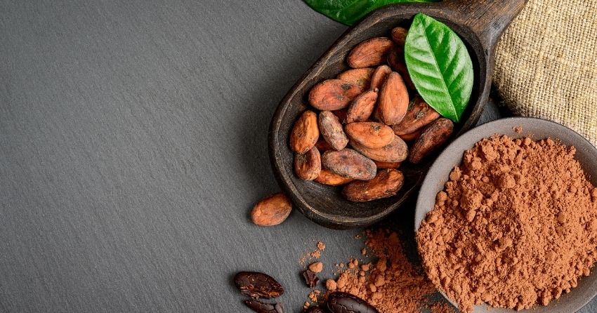 Dietary Cocoa Improves Obesity and Fatty Liver in Mice