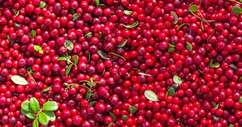 Cranberries Improve Memory and Lower LDL Cholesterol in Healthy Adults