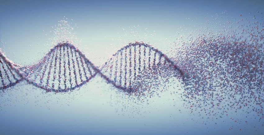 DNA damage accumulates with age as the ability to repair DNA decreases.