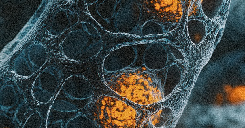 The Interplay Between NAD Metabolism and Cellular Senescence ...