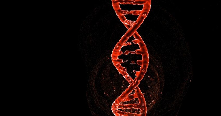the enzyme NSD2 blocks cellular senescence 