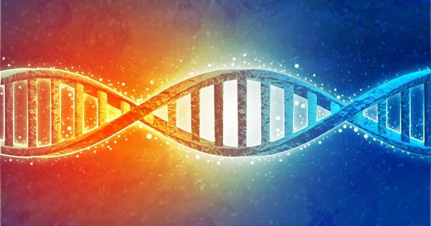 New Protein Discovered That Repairs DNA