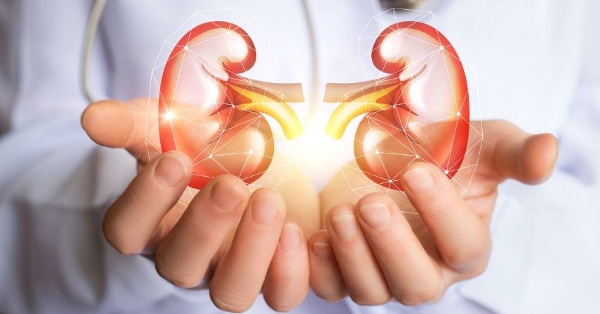 doctor with kidneys; find out the top natural remedies for kidney stones