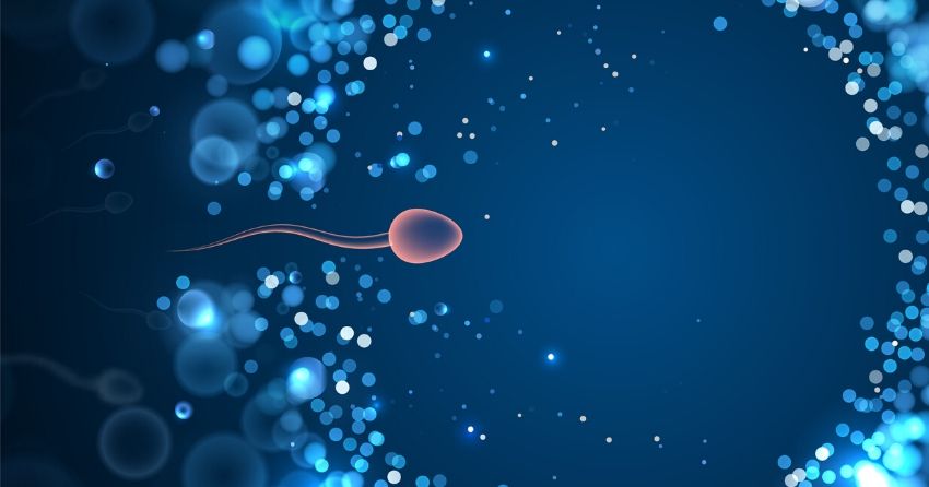 nmn supplementation restores fertility in aging mice