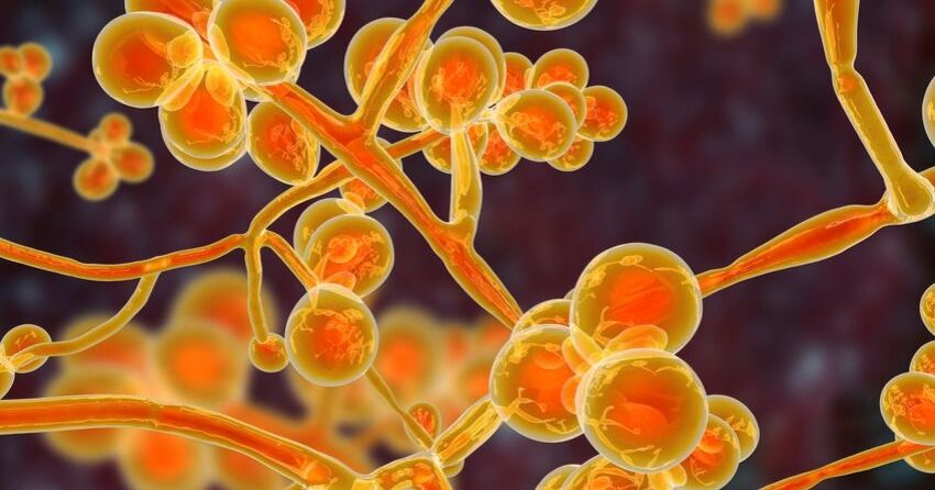 fungal cells