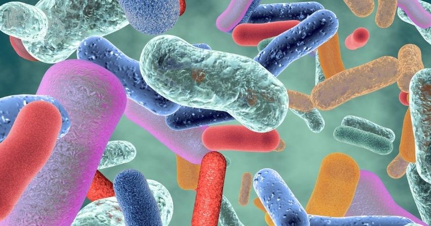 can gut microbes unlock the secret to healthy aging?