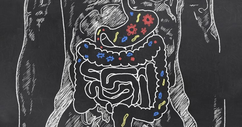 gut microbiome sketch, gut health, gastrointestinal tract