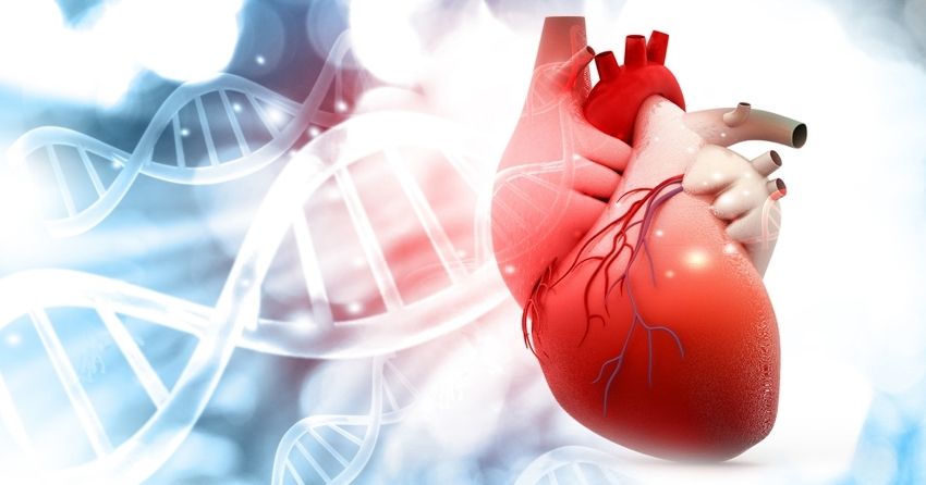 Anti-Aging Gene Reduces the Heart's Biological Age By 10 Years