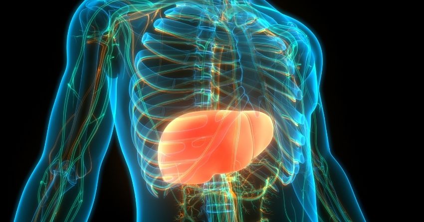 New Potential Tool for Liver Regeneration Using mRNA