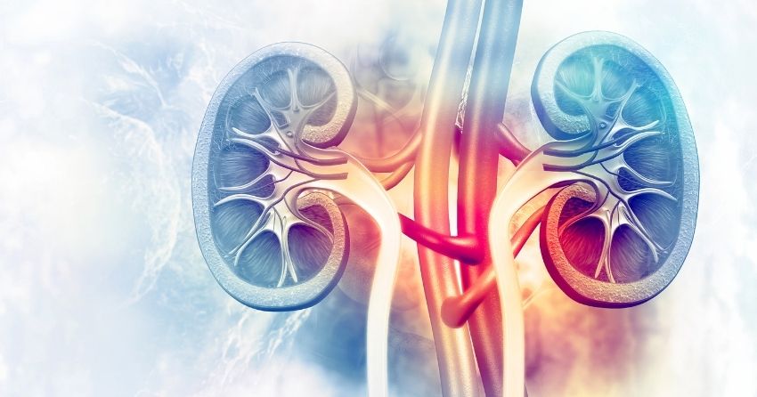 Keeping Kidneys Alive and Kicking: NMN Fights Off Age-Associated Susceptibility to Acute Kidney Injury